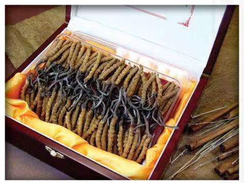 江夏冬虫夏草回收